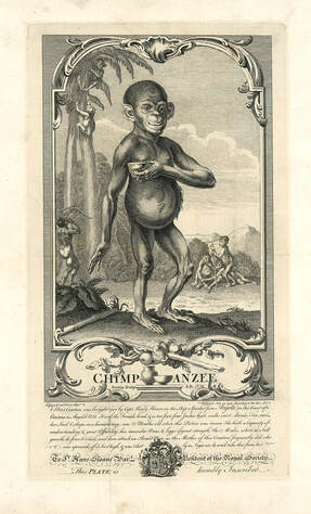 Chimpanzee-1738--HUBERT-FRANCOIS-BOURGUIGNON-GRAVELOT--Andrew-Edmunds-Prints